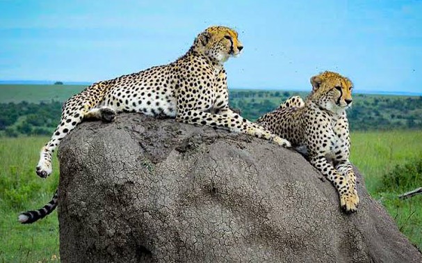 Mikumi National Park - Tanzania Wildlife Safari